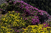 Penstemon rupicola - Eriogonum umbellatum 16-0851-4